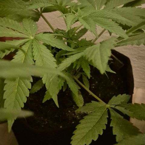 Karli - SHISKABERRY (auto) growlog timeline photo
