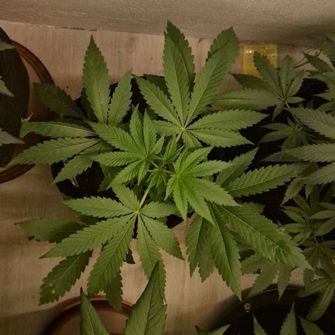Karli - SHISKABERRY (auto) growlog timeline photo