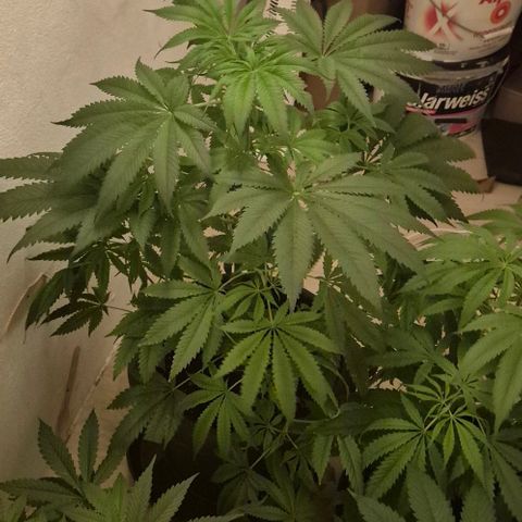 7 Punchi PURPLE PUNCH (photo) growlog timeline photo