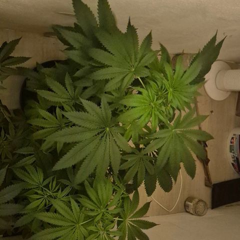 7 Punchi PURPLE PUNCH (photo) growlog timeline photo