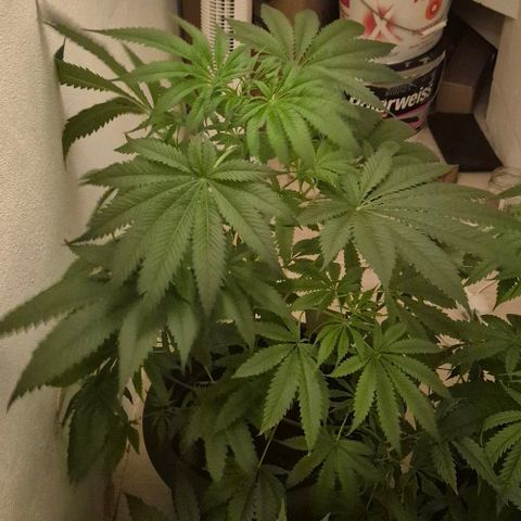 7 Punchi PURPLE PUNCH (photo) growlog timeline photo