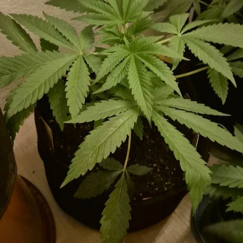 Karli - SHISKABERRY (auto) growlog timeline photo