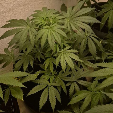 Strawberry Marshmallow growlog timeline photo