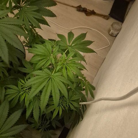 Puple punch  6 growlog timeline photo