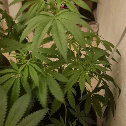 Puple punch  6 growlog timeline photo