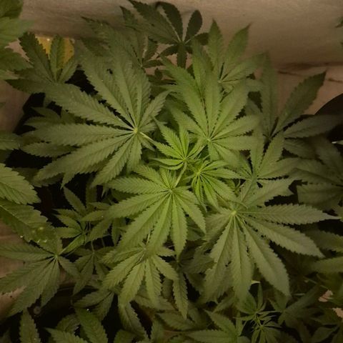 Strawberry Marshmallow growlog timeline photo