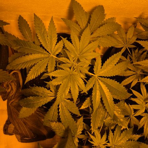 Karli - SHISKABERRY (auto) growlog timeline photo