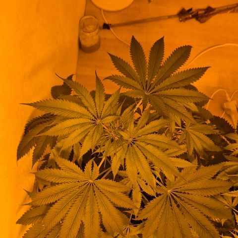 7 Punchi PURPLE PUNCH (photo) growlog timeline photo