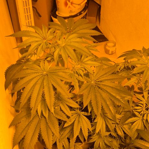 7 Punchi PURPLE PUNCH (photo) growlog timeline photo
