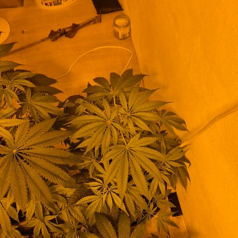 Puple punch  6 growlog photo: Sieht schwächelt aus