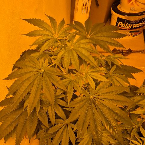 7 Punchi PURPLE PUNCH (photo) growlog timeline photo