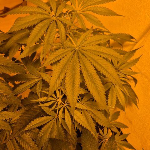 Puple punch  6 growlog photo: Sieht schwächelt aus
