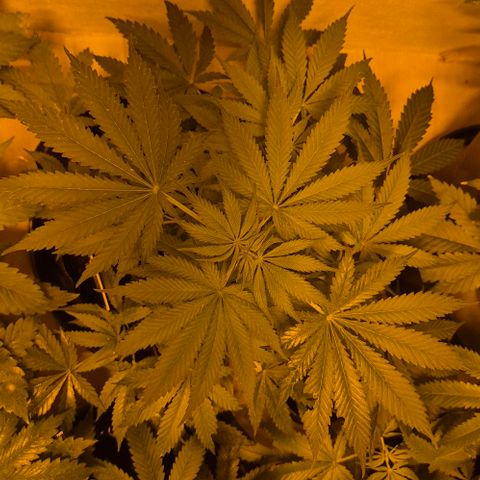 Strawberry Marshmallow growlog timeline photo