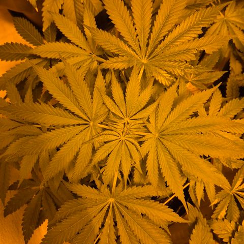 Strawberry Marshmallow growlog timeline photo