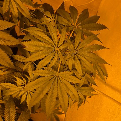 Puple punch  6 growlog timeline photo