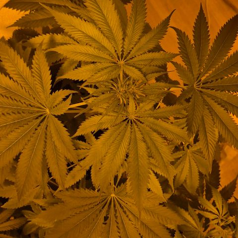 7 Punchi PURPLE PUNCH (photo) growlog timeline photo