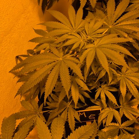 Strawberry Marshmallow growlog timeline photo