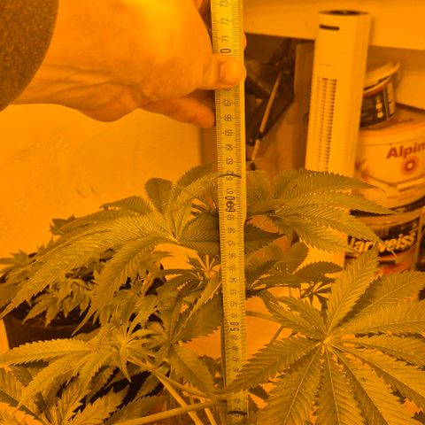 7 Punchi PURPLE PUNCH (photo) growlog timeline photo
