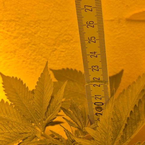 Karli - SHISKABERRY (auto) growlog timeline photo