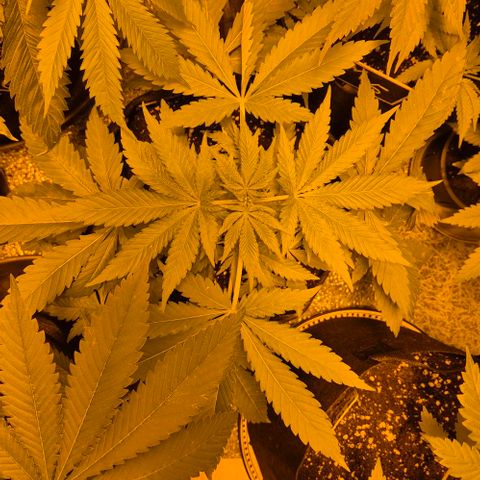 Karli - SHISKABERRY (auto) growlog timeline photo