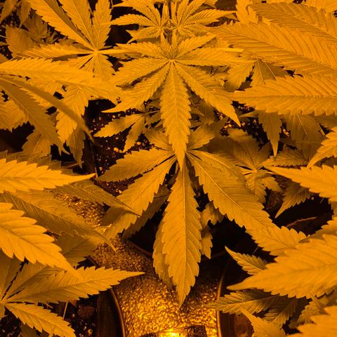Karli - SHISKABERRY (auto) growlog timeline photo