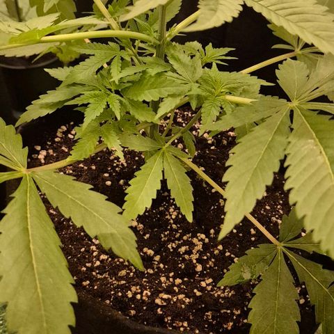 Karli - SHISKABERRY (auto) growlog timeline photo