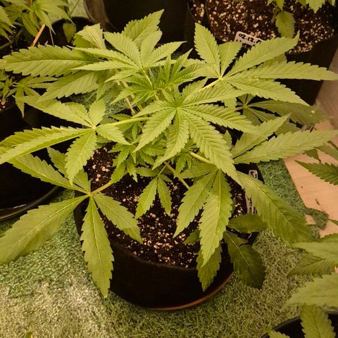 Karli - SHISKABERRY (auto) growlog timeline photo