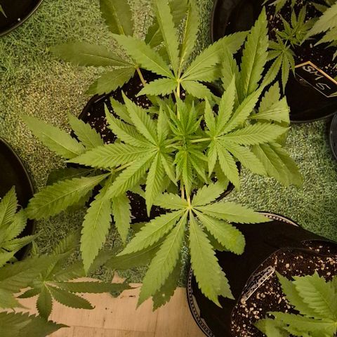 Karli - SHISKABERRY (auto) growlog timeline photo
