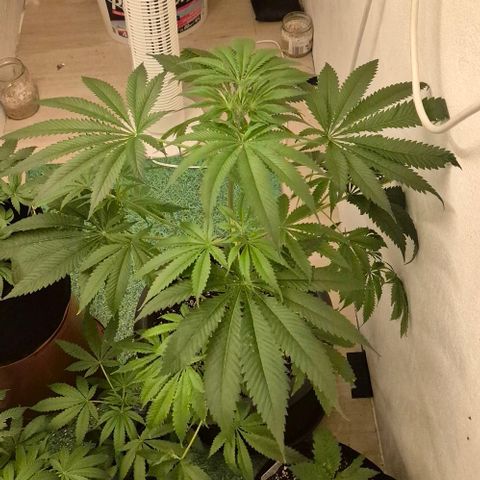 7 Punchi PURPLE PUNCH (photo) growlog photo: 9std. 250w ,2 Std.400w, nur Wasser, da sie gestern mit frischer biobizz lightmix Erde aufgefüllt wurde, zudem bekamen sie wurzel power, Klee und lyzerne dazu