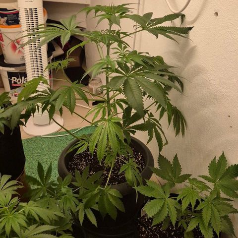 7 Punchi PURPLE PUNCH (photo) growlog photo: 9std. 250w ,2 Std.400w, nur Wasser, da sie gestern mit frischer biobizz lightmix Erde aufgefüllt wurde, zudem bekamen sie wurzel power, Klee und lyzerne dazu