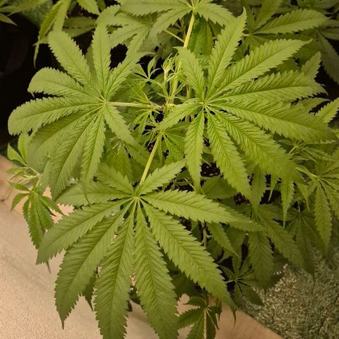 Puple punch  6 growlog photo: 9std. 250w ,2 Std.400w, nur Wasser, da sie gestern mit frischer biobizz lightmix Erde aufgefüllt wurde, zudem bekamen sie wurzel power, Klee und lyzerne dazu