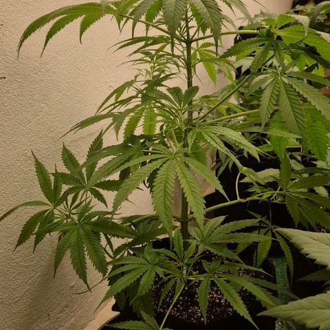 Puple punch  6 growlog photo: 9std. 250w ,2 Std.400w, nur Wasser, da sie gestern mit frischer biobizz lightmix Erde aufgefüllt wurde, zudem bekamen sie wurzel power, Klee und lyzerne dazu