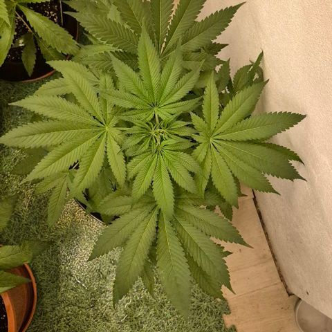 Strawberry Marshmallow growlog photo: 9std. 250w ,2 Std.400w, nur Wasser, da sie gestern mit frischer biobizz lightmix Erde aufgefüllt wurde, zudem bekamen sie wurzel power, Klee und lyzerne dazu