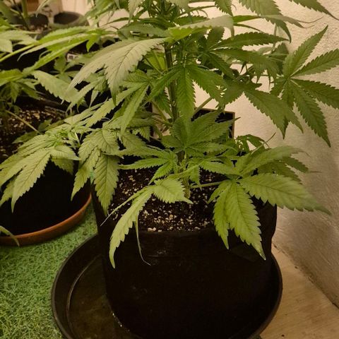 Strawberry Marshmallow growlog photo: 9std. 250w ,2 Std.400w, nur Wasser, da sie gestern mit frischer biobizz lightmix Erde aufgefüllt wurde, zudem bekamen sie wurzel power, Klee und lyzerne dazu