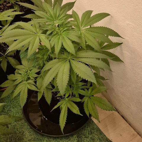 Strawberry Marshmallow growlog photo: 9std. 250w ,2 Std.400w, nur Wasser, da sie gestern mit frischer biobizz lightmix Erde aufgefüllt wurde, zudem bekamen sie wurzel power, Klee und lyzerne dazu
