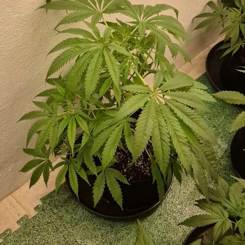 Puple punch  6 growlog photo: 9std. 250w ,2 Std.400w, nur Wasser, da sie gestern mit frischer biobizz lightmix Erde aufgefüllt wurde, zudem bekamen sie wurzel power, Klee und lyzerne dazu