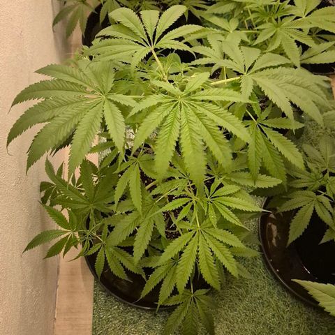 Puple punch  6 growlog photo: 9std. 250w ,2 Std.400w, nur Wasser, da sie gestern mit frischer biobizz lightmix Erde aufgefüllt wurde, zudem bekamen sie wurzel power, Klee und lyzerne dazu