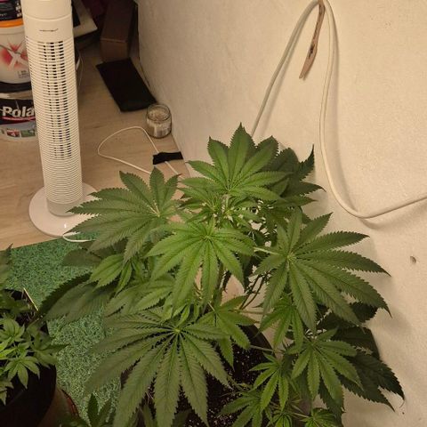 7 Punchi PURPLE PUNCH (photo) growlog photo: 9std. 250w ,2 Std.400w, nur Wasser, da sie gestern mit frischer biobizz lightmix Erde aufgefüllt wurde, zudem bekamen sie wurzel power, Klee und lyzerne dazu