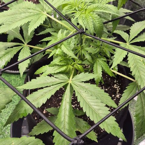 Karli - SHISKABERRY (auto) growlog timeline photo