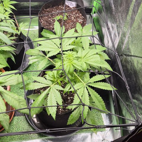 Karli - SHISKABERRY (auto) growlog timeline photo