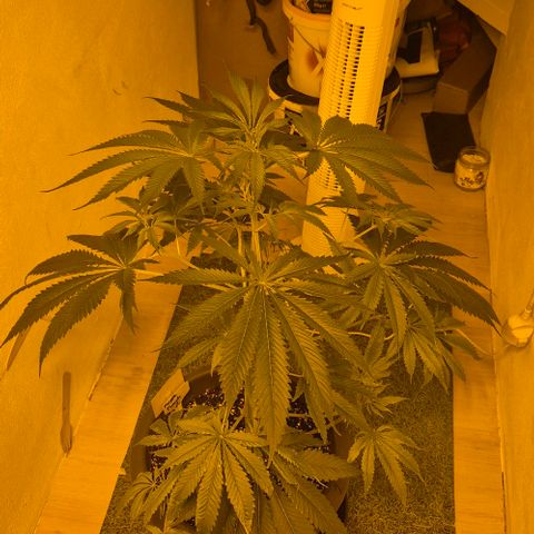 7 Punchi PURPLE PUNCH (photo) growlog photo: Überlege sie einzustampfen