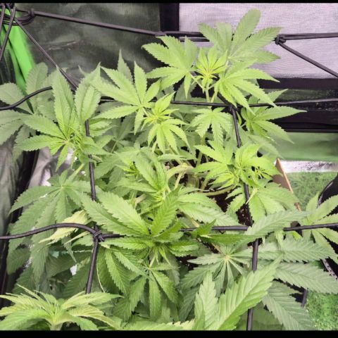 Strawberry Marshmallow growlog photo: Abends 