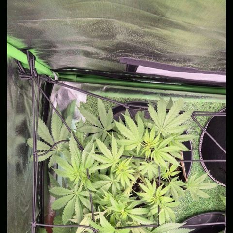 Strawberry Marshmallow growlog photo: Abends 