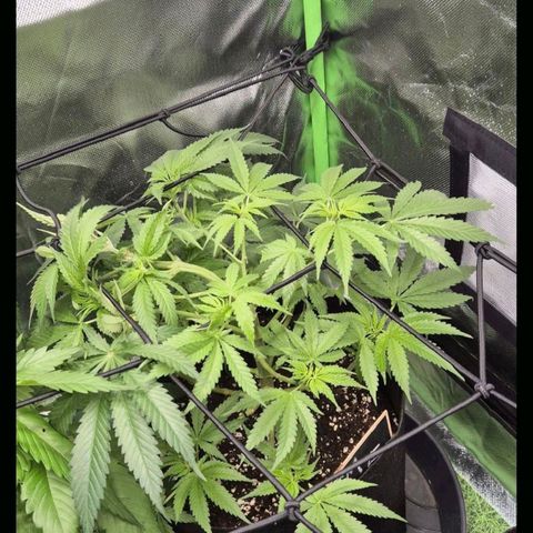 Strawberry Marshmallow growlog photo: Abends 