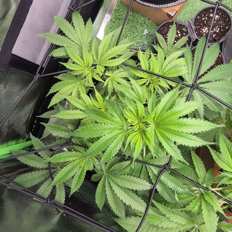 Strawberry Marshmallow growlog timeline photo