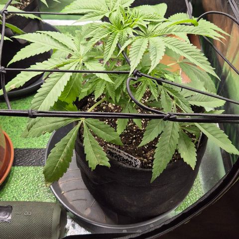 Karli - SHISKABERRY (auto) growlog timeline photo