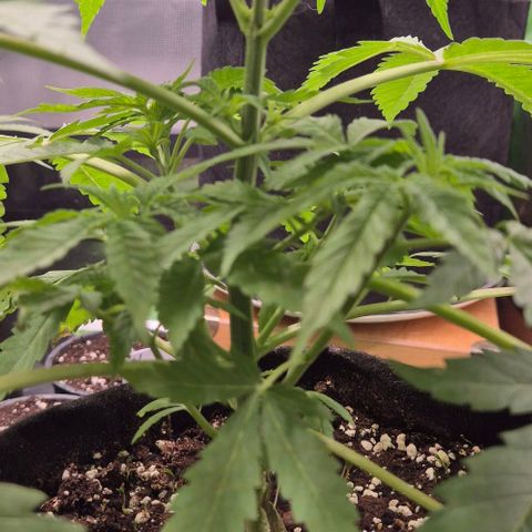 Karli - SHISKABERRY (auto) growlog timeline photo