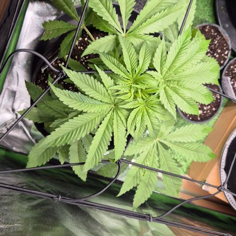 Karli - SHISKABERRY (auto) growlog timeline photo