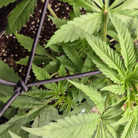 Karli - SHISKABERRY (auto) growlog timeline photo