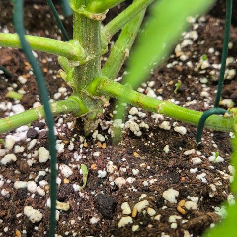 Strawberry Marshmallow growlog timeline photo